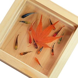 Resin Goldfish Art Healing Medaka Art "Sparkling Momiji" (Gift Included) Made in Japan Gift for Health Longevity Prosperous Business Gift Gift Birthday Wedding Gift Mother Father Spring Spring Summer