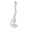 Vertebral Column Model Flexible Spine Caudal Vertebra Anatomical Model with