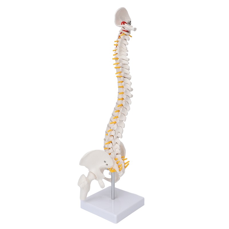 Vertebral Column Model Flexible Spine Caudal Vertebra Anatomical Model with