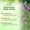 Outsidepride Purple Prairie Clover Seeds - 1000 Pcs Perennial Seeds