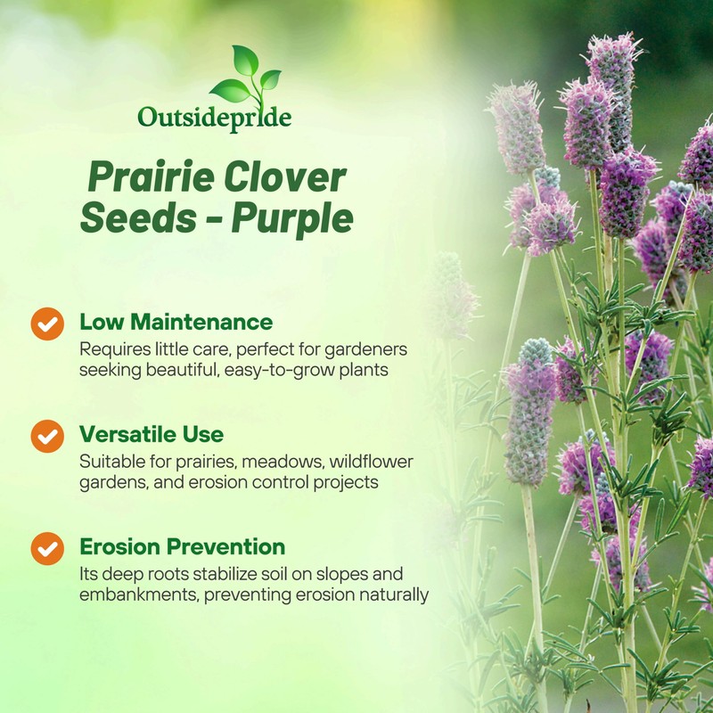 Outsidepride Purple Prairie Clover Seeds - 1000 Pcs Perennial Seeds