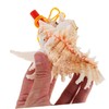 Conch Whistle, Alasum Whistle for Large Seashell Whistle, Shell Toy,