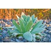 Lowhill Valley Mullein Leaf Tea - Cut and Dried Verbascum