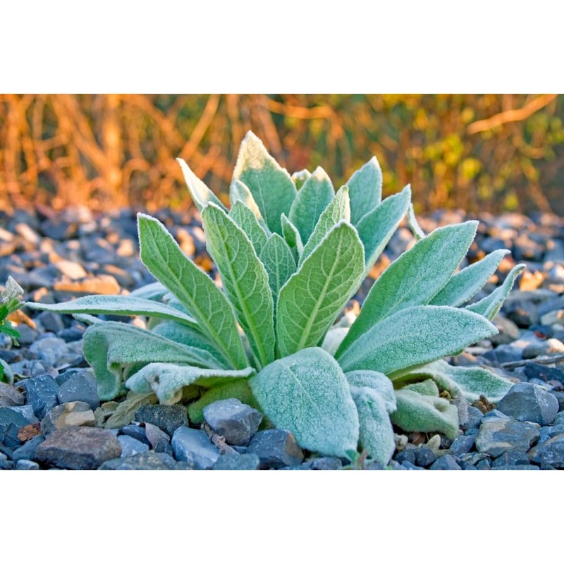 Lowhill Valley Mullein Leaf Tea - Cut and Dried Verbascum