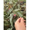 diane van dyk co Angel Wing Lana Begonia Rooted In
