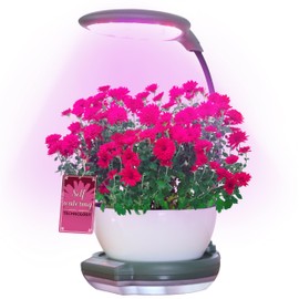 Dewilde Trading Co Plant Growing Light with Self-Watering Base, Adjustable Full Spectrum LED Lamp, 1-24 Hour Timer, Ideal for Outdoor or Indoor Plants, Convenient for Busy Professionals