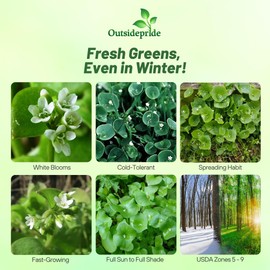 Outsidepride Winter Purslane Seeds for Planting - 5,000 Pcs Annual, Easy to Grow, Vitamin-Rich & Drought Tolerant Succulent Seeds for Culinary, Xeriscaping, Containers & Hanging Baskets