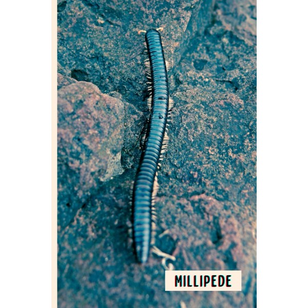 Millipede: Composition Notebook For Millipede Lovers , Millipede Lined Journal