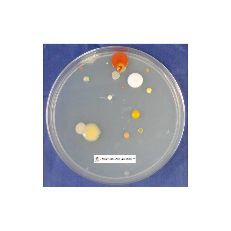 Nutrient Agar, 350 Milliliters - Yields 14-16 Plates