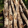 국산 유근피 느릅나무 뿌리 껍질차 코나무 Korean Ulmus Hookeriana Bark
