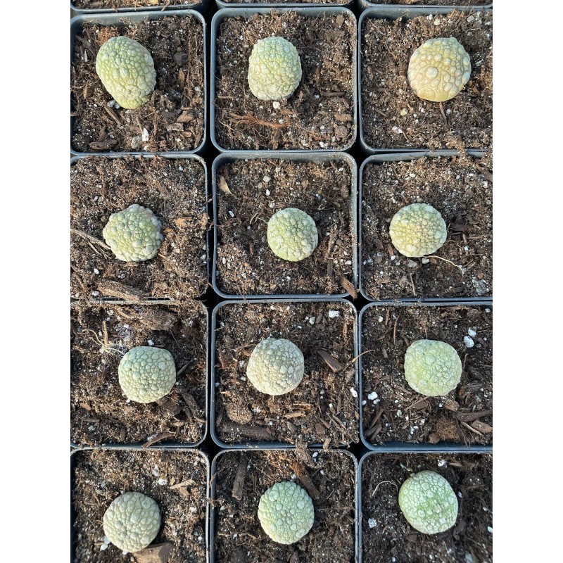 1am Succulents Rare Cactus - Pseudolithos Migiurtinus (0.4"-0.5")