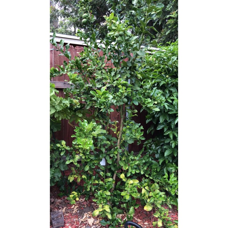 Fresh Organic Fresh Kaffir Lime Leaves ( Thai Lime Leaves)