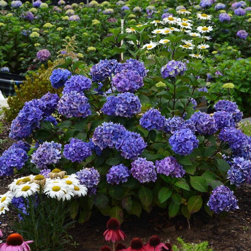 Endless Summer Bloomstruck Hydrangea, 2 gal. Pink and Purple Blooms