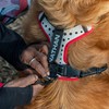Nathan Dog Harness. Teaching Attachment/No Pull/Reflective/Lift Handle. for Running or