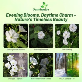 Outsidepride White Four O'clock Flower Seeds - 1 lb Perennial Fragrant, Trumpet-Shaped Blooms, Deer-Proof & Easy to Grow, for Pollinator & Evening Gardens, Containers, Hedges, or Borders