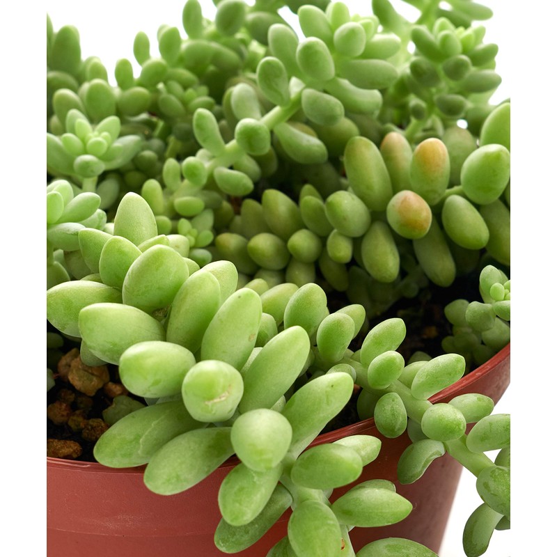 Shop Succulents | Hanging Collection of Live Succulent Plants, Hand