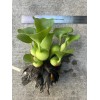 Bundle of 20 Water Hyacinth/Floating Pond Plants/Live Aquatic Plant