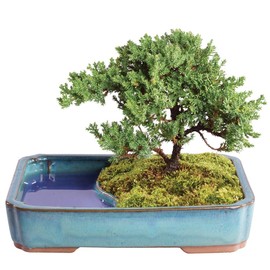 Brussel's Bonsai Live Green Mound Juniper Bonsai Tree - Medium, 5 Year, 6 to 10 Inches - Outdoor Bonsai Tree Live with Water Bonsai Pot (Not Sold in California)