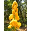 Fresh SENNA ALATA Seeds *FREE Shipping!* Candletree / Cassia alata