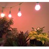 MiracleLED 604596 Multi-Plant Grow Light, 1 Pack, Red 150W