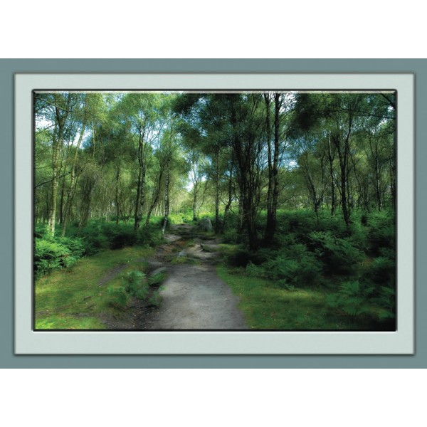 Woods and Trees Notebook: Notebook, Journal, Gift Book (Trees and