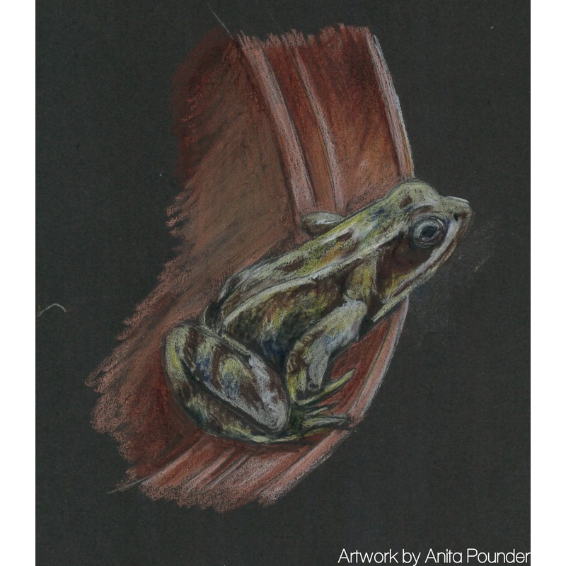 Derwent Procolour Pencil - Moss Green 50