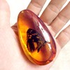 Western Eagle Workshop 8pcs Amber Fossil with Insects Samples Stones
