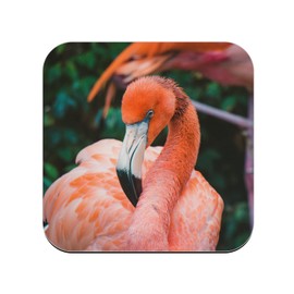 Untersetzer aus Kork – Nahaufnahme Flamingo Rosa Vogel Wildlife – 6 Stück (95 x 95 mm)