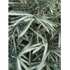 2 Poaceae Sasaella Masamuneana Albostriata Dwarf Variegated Bamboo Bareroot