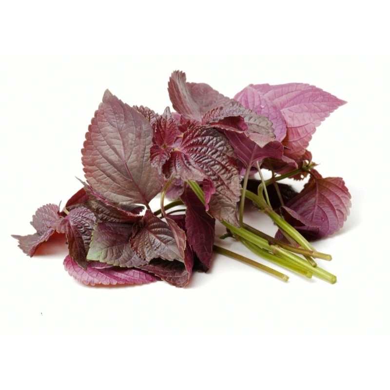 Seed-Top 200 Purple Shiso Seeds Perilla frutescens, Asian Culinary Chinese