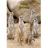 Meerkat Birthday Card