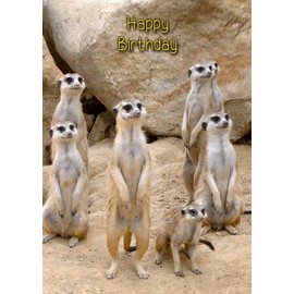 Meerkat Birthday Card