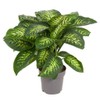 GARDENERA Superior Potting Soil Mix for Dieffenbachia - Perfect Balance