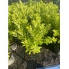 Florida Sunshine Anise (Illicium parviflorum 'Florida Sunshine')
