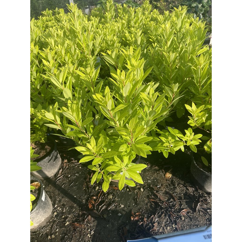 Florida Sunshine Anise (Illicium parviflorum 'Florida Sunshine')