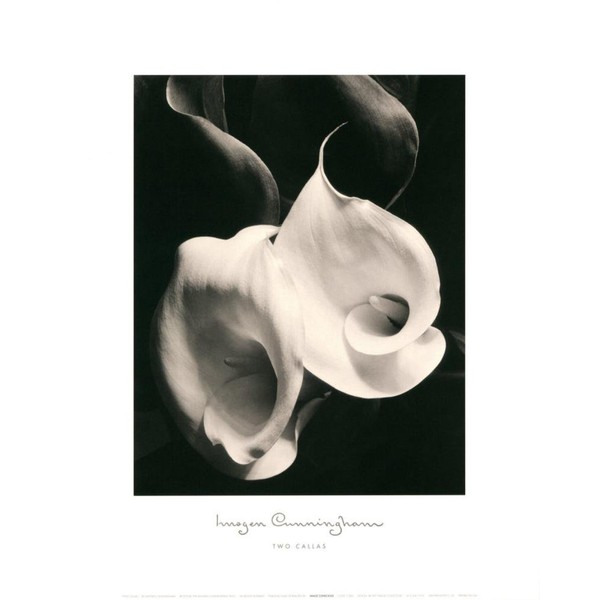 (16x20) Imogen Cunningham Two Callas Art Print Poster