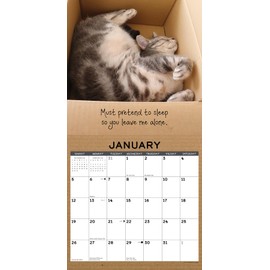 Willow Creek Press Cat in a Box Monthly 2025 Wall Calendar (12" x 12")