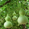 SeedsUP - 10+ Bottle Gourd (Calabash, Lagenaria) - Vegetable Green
