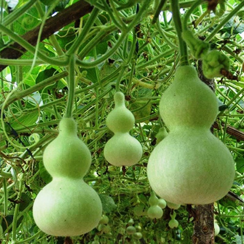 SeedsUP - 10+ Bottle Gourd (Calabash, Lagenaria) - Vegetable Green
