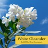 6 White Oleander Shrubs | Live Plants in 2.5-inch Nursery