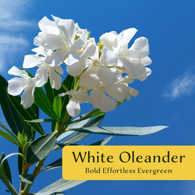 6 White Oleander Shrubs | Live Plants in 2.5-inch Nursery