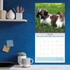 Baker and Bray Shih Tzu Calendar 2025, Large Square Wall