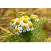 CEMEHA SEEDS - Seeds German Chamomile Perennial Herbs for Planting