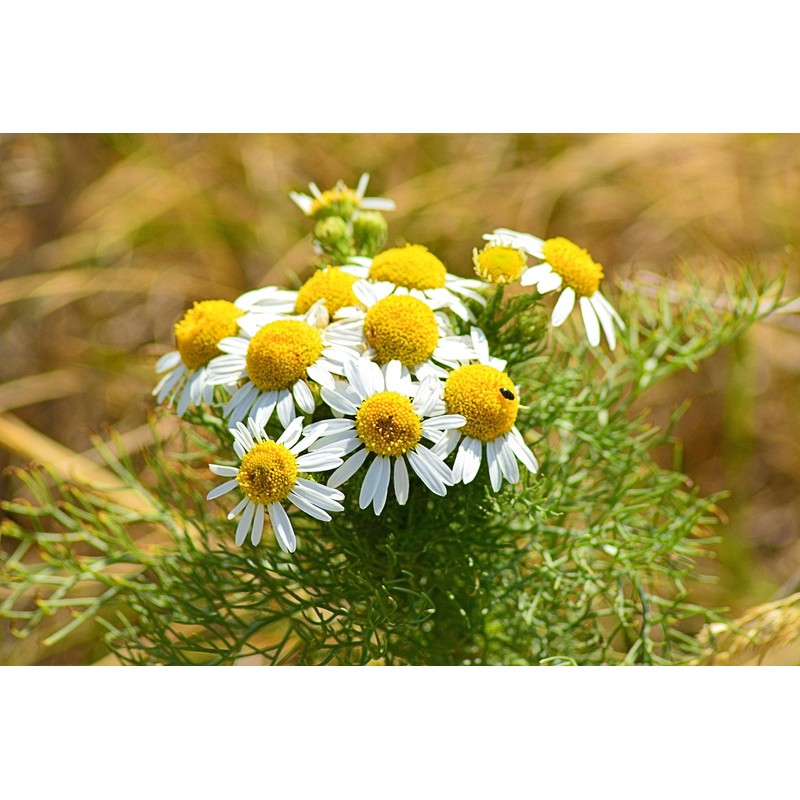 CEMEHA SEEDS - Seeds German Chamomile Perennial Herbs for Planting