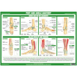 Joint Anatomy Chart Series (A2 Laminated, Foot & Ankle Joint)
