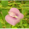 Buy Rare Seeds Clitoria ternatea Single Pink | Butterfly Pea