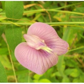 Buy Rare Seeds Clitoria ternatea Single Pink | Butterfly Pea | 10_seeds