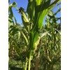USDA, Organic, Silver, Hawaiian #9, Super, Sweet Corn, Heirloom, Open