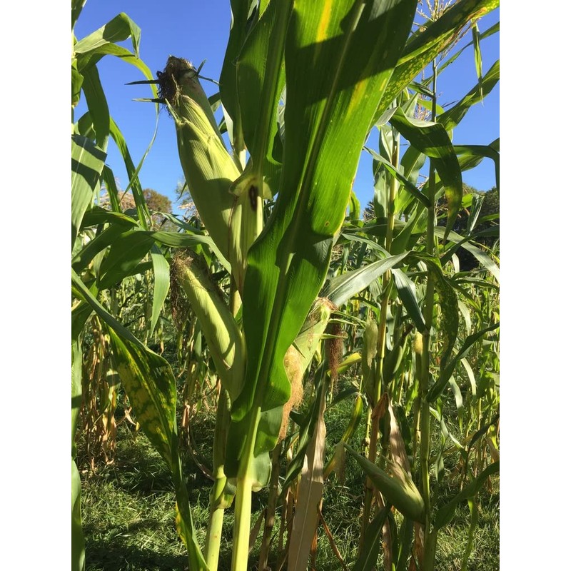 USDA, Organic, Silver, Hawaiian #9, Super, Sweet Corn, Heirloom, Open