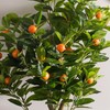 Vickerman 48" Artificial Green and Orange Real Touch Orange Tree.